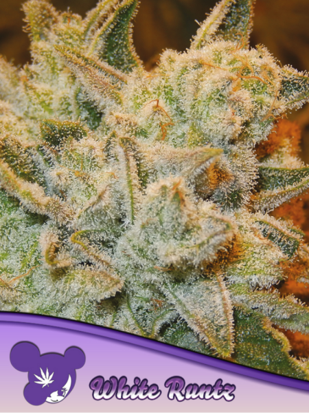 Samen 3x  White Runtz feminisiert Anesia Seeds